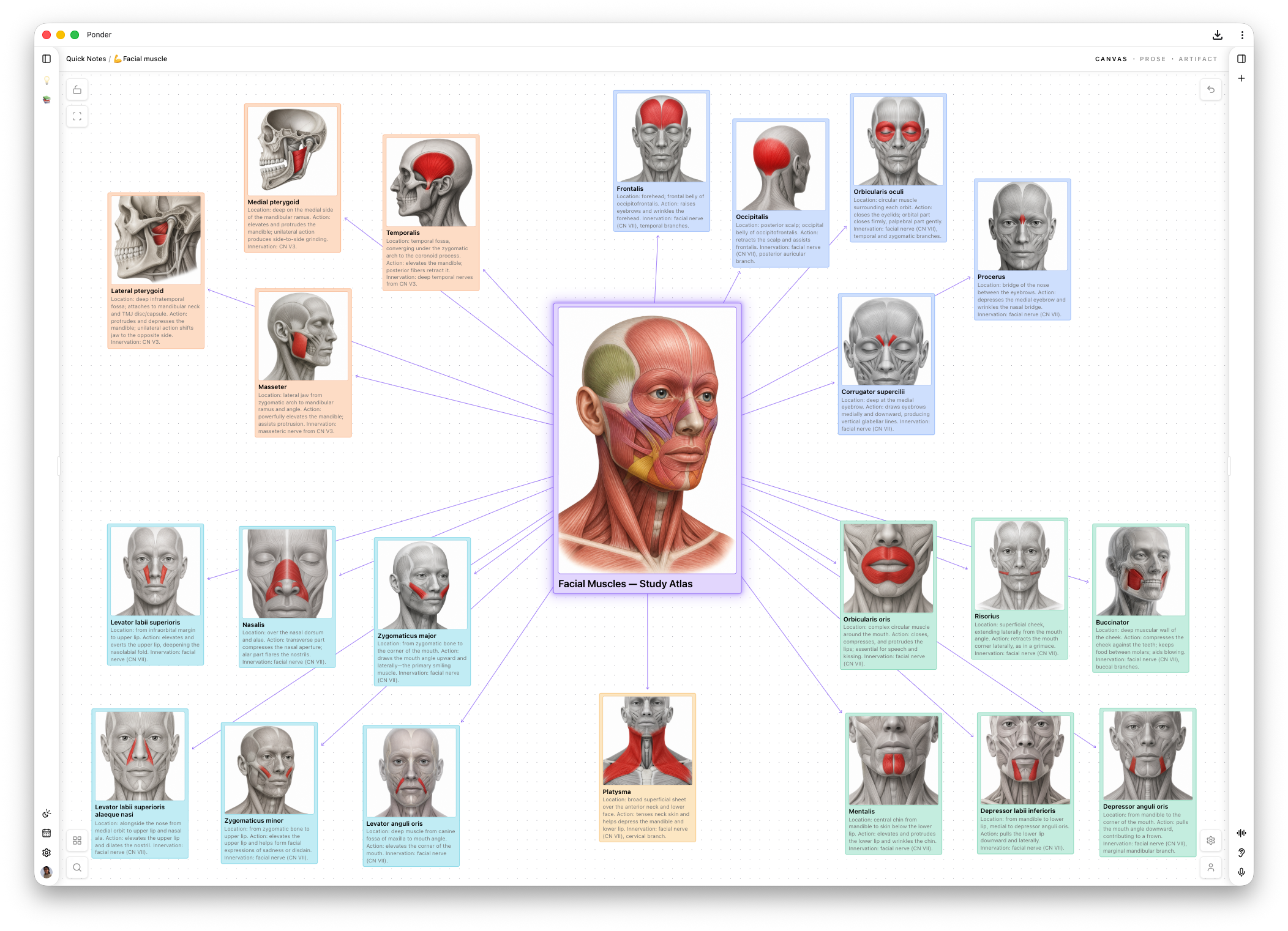 A visual anatomy study space with AI-generated facial muscle illustrations arranged in color-coded groups around a central image, alongside notes on each muscle.